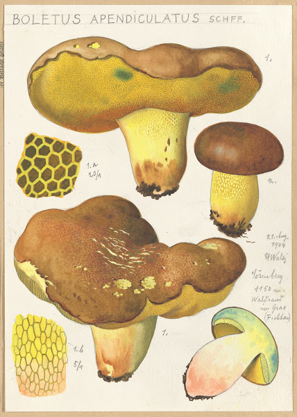Boletus appendiculatus schff 1915 1945