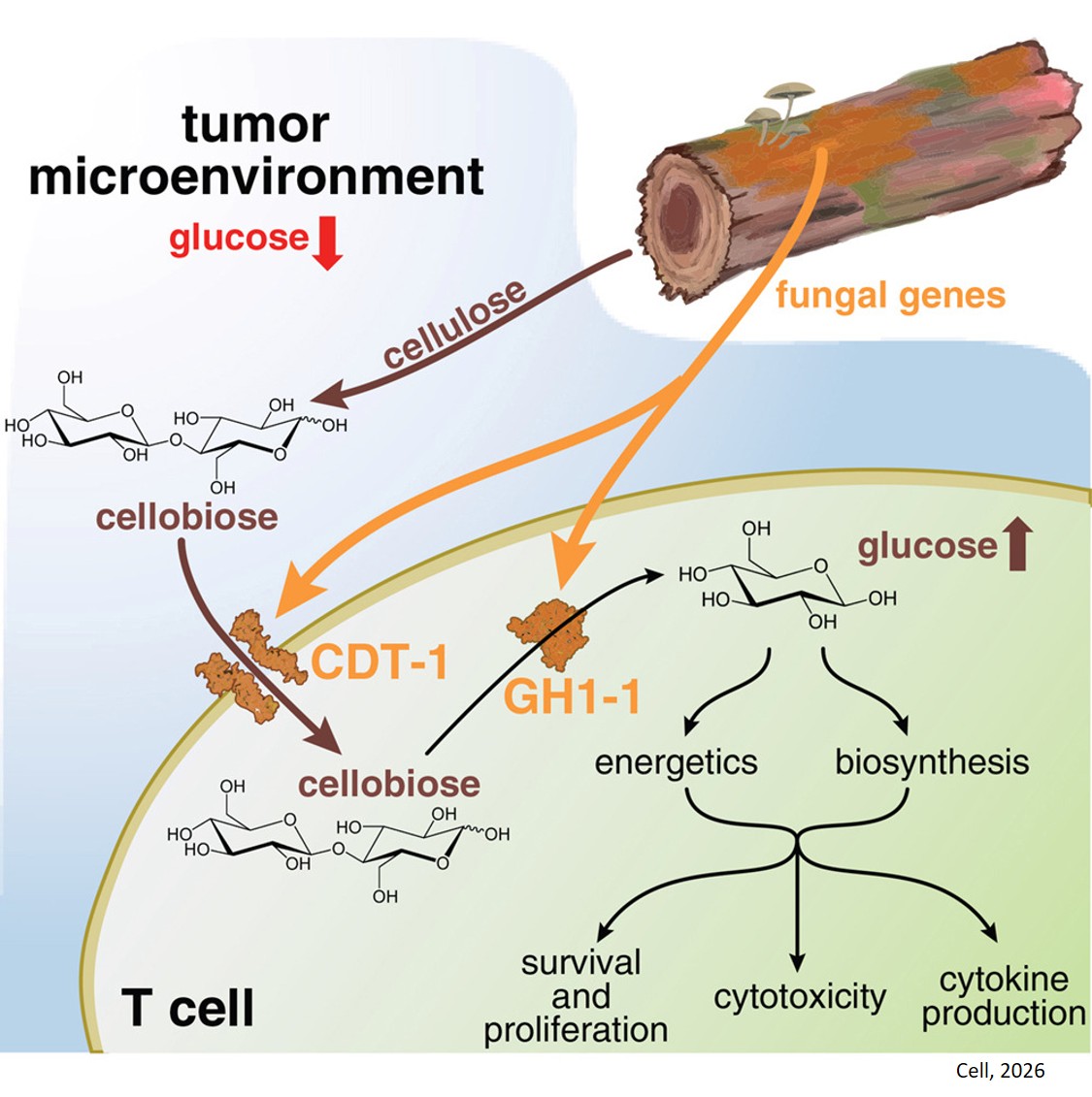 Providing T cells with a sugar source to fight solid tumors