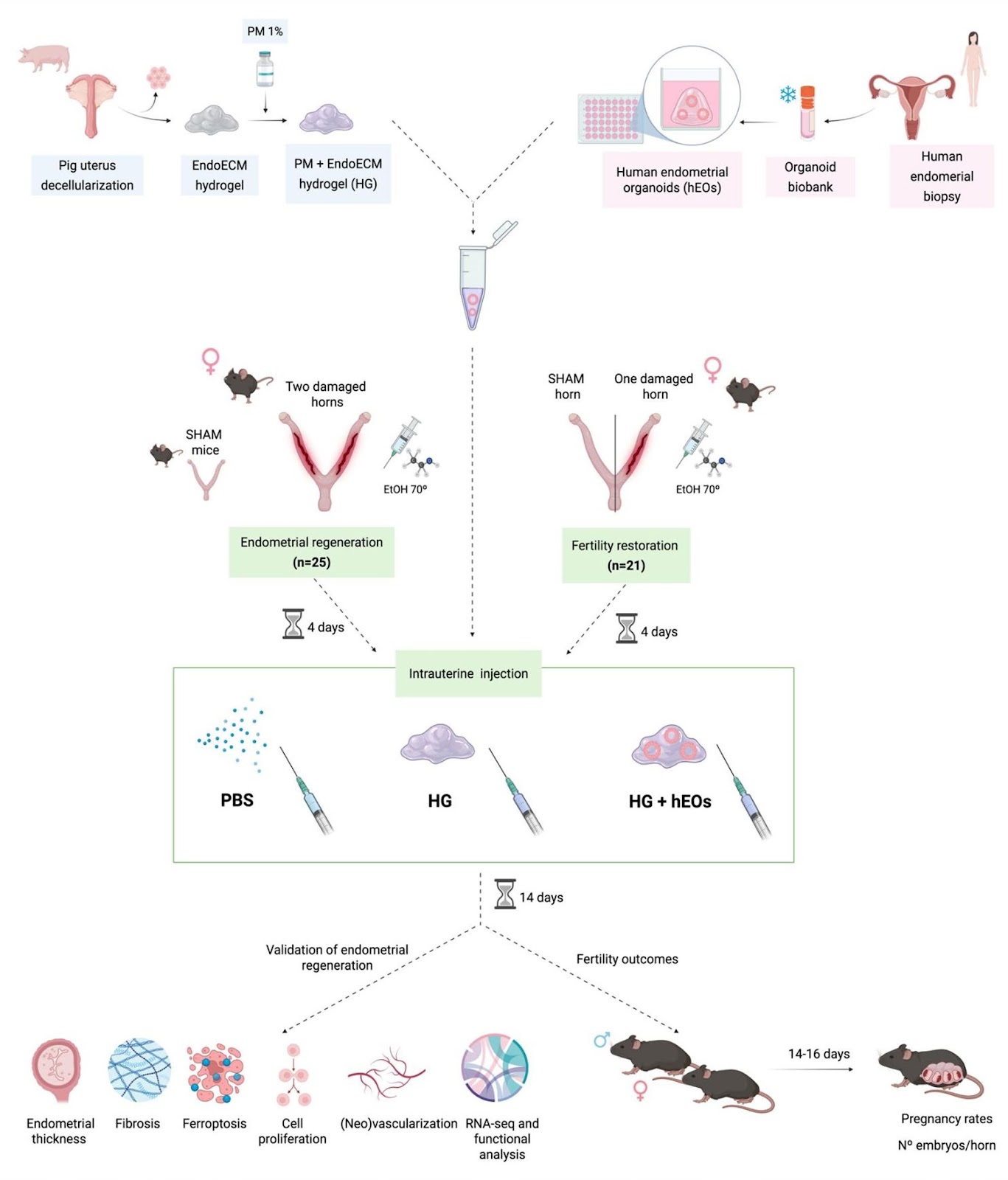 Hybrid endometrial-derived hydrogel and human endometrial organoids synergize for uterine regeneration in an immunocompetent murine model