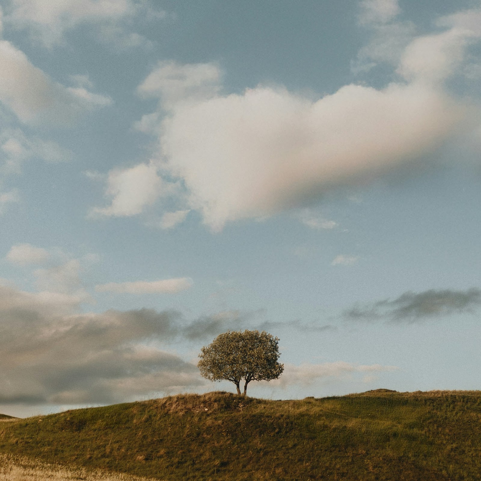 Download Landscape Photography, Nature, Rural Scene, Golden Field 4K iPhone