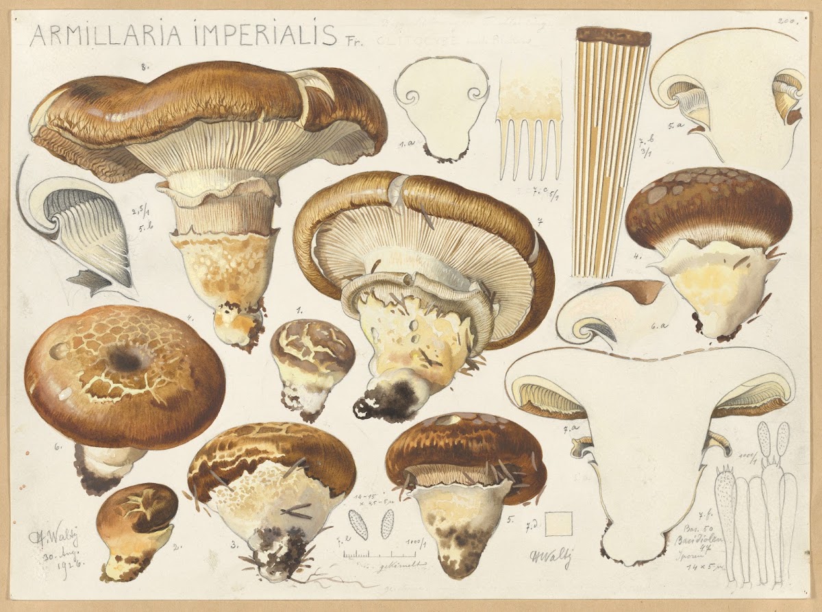 Armillaria imperialis Fr 1915 1945