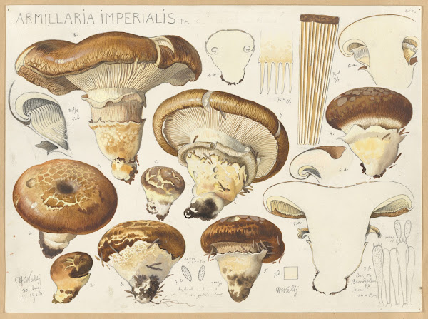 Armillaria imperialis Fr 1915 1945