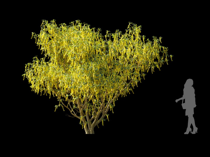 Maxtree - Plant Models Vol.120