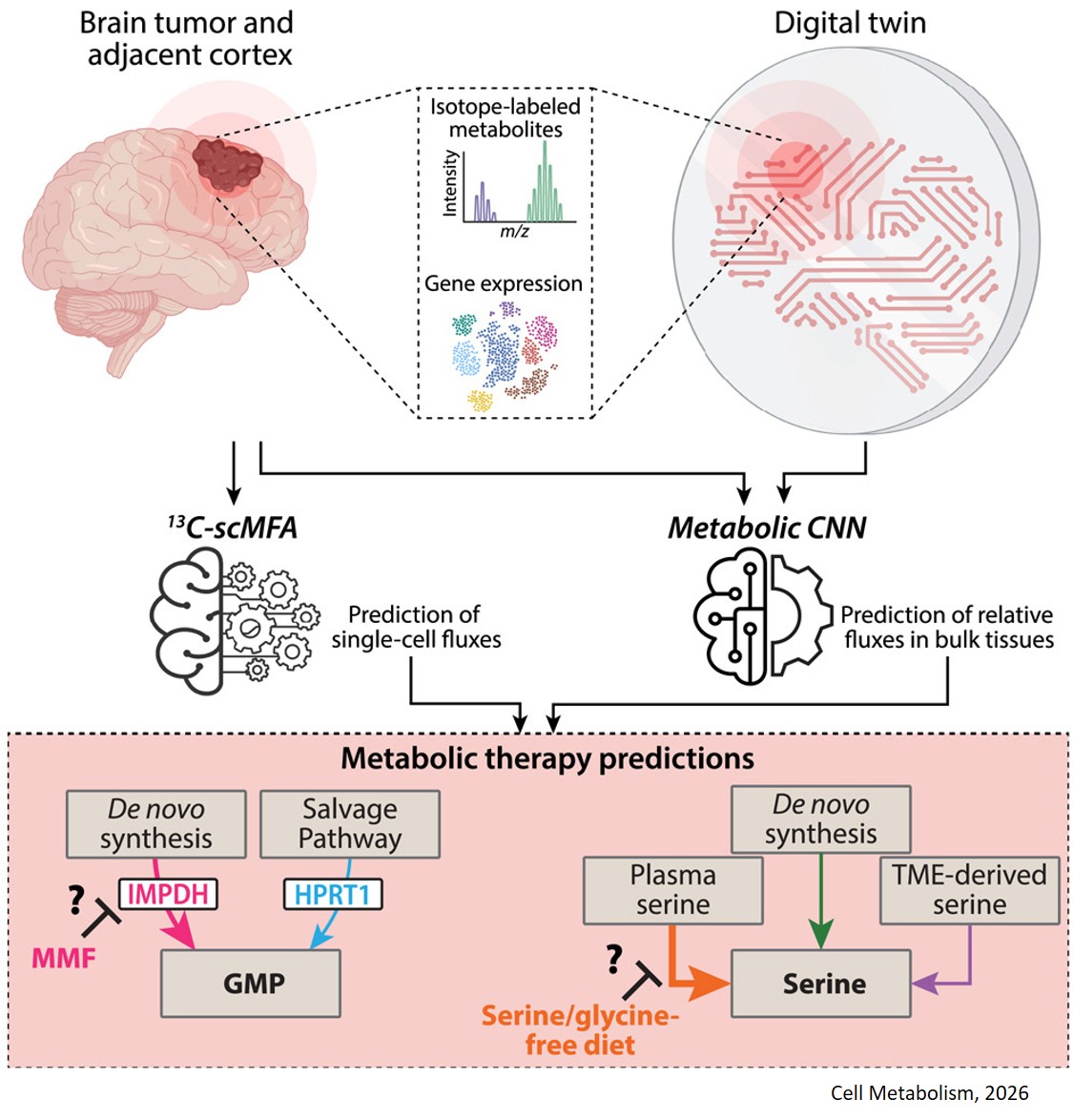 Digital twins for in vivo metabolic flux estimations in patients with brain cancer