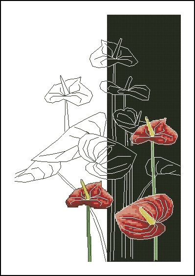 CMP 160198 Anthurium Reflection