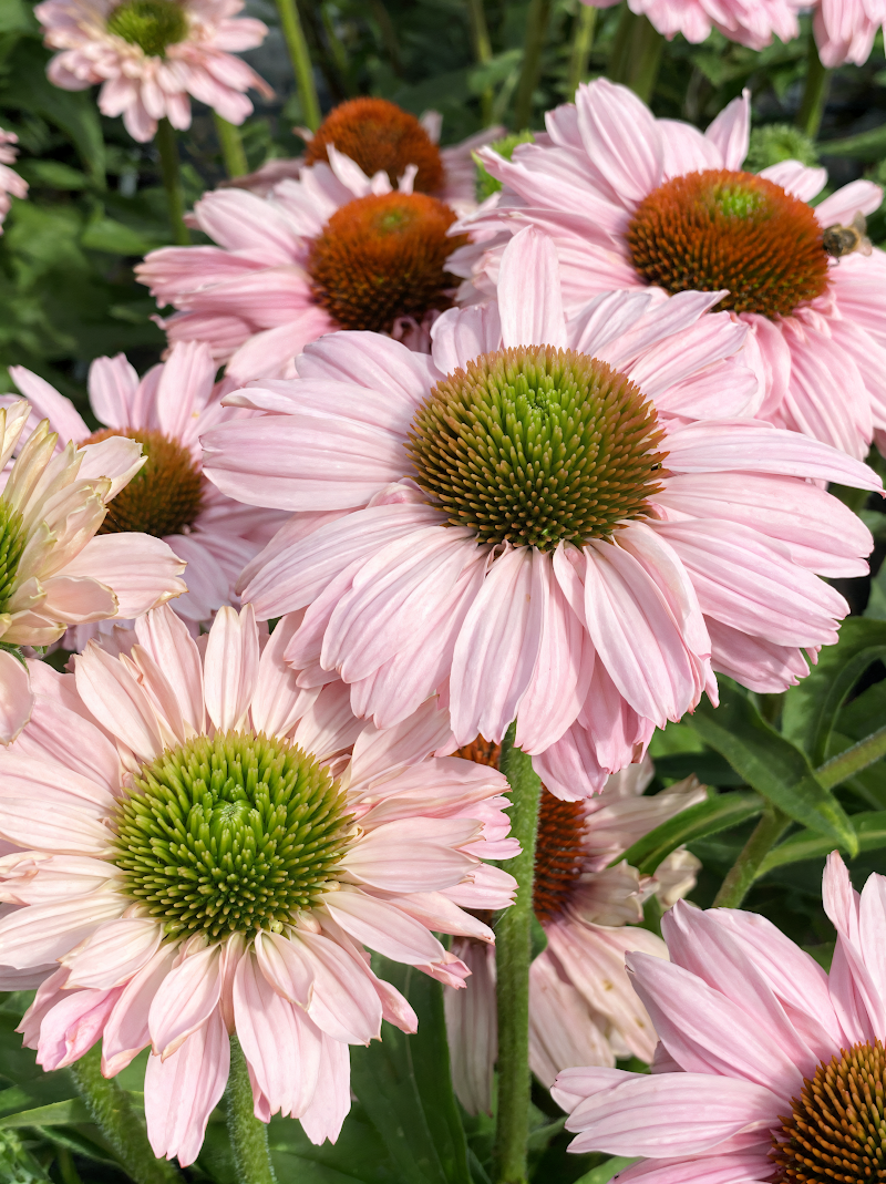 Echinacea purpurea 'Sunseekers Blush' con fiori rosa tenue in un giardino soleggiato