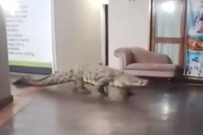 Cá sấu 3,6 mét xuất hiện trong nhà hàng, du khách hoảng loạn - Tạp chí Doanh Nghiệp Việt Nam