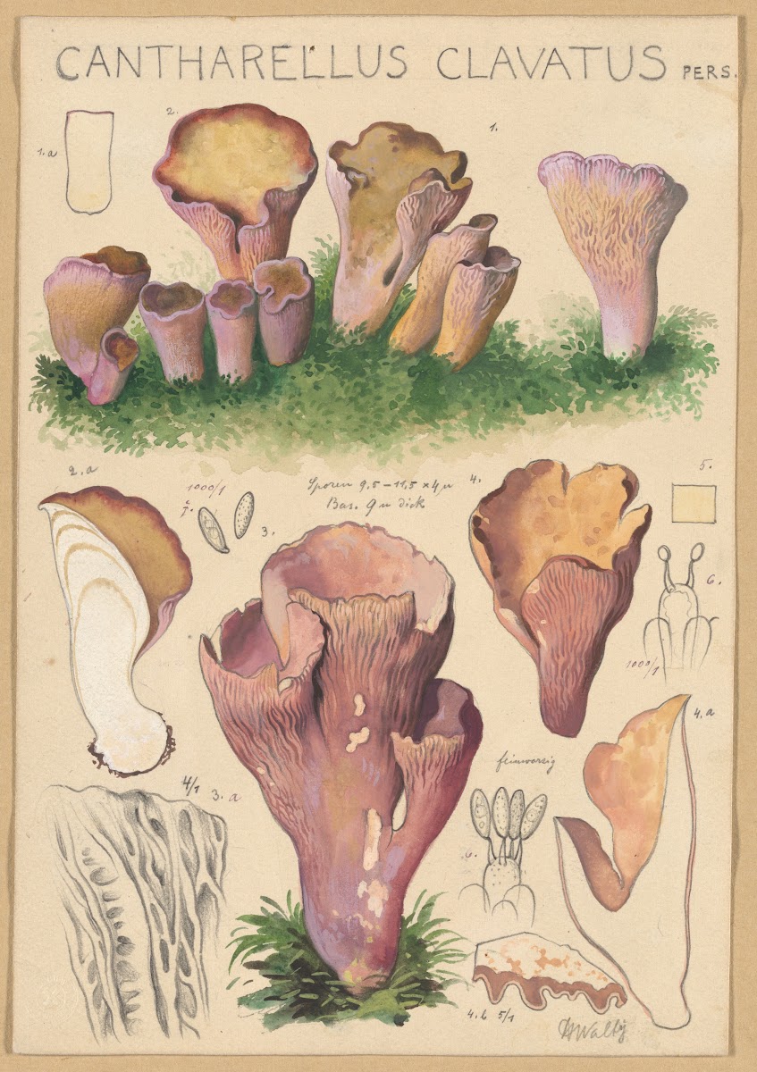 Cantharellus clavatus Pers 1915 1945