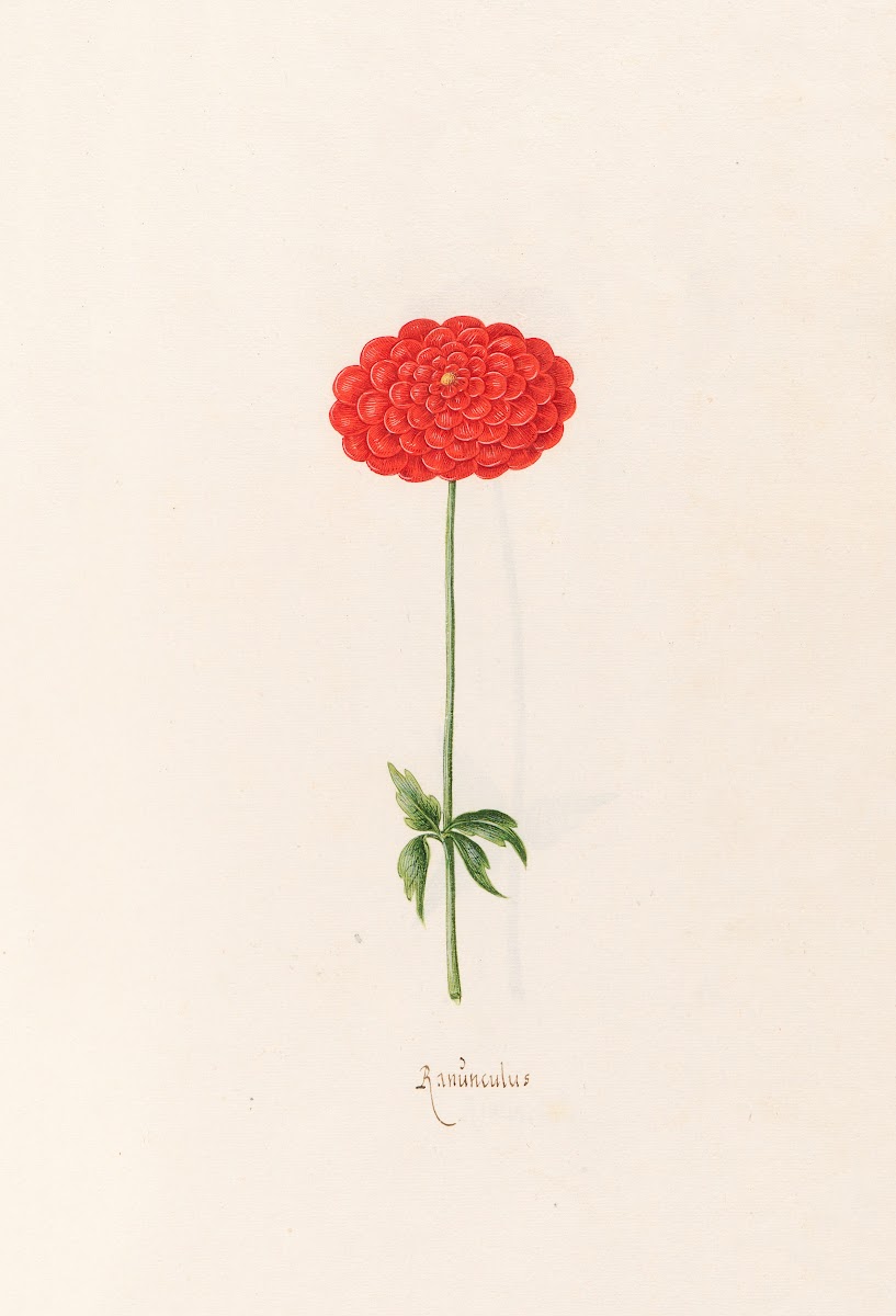 Ranünculüs 1692