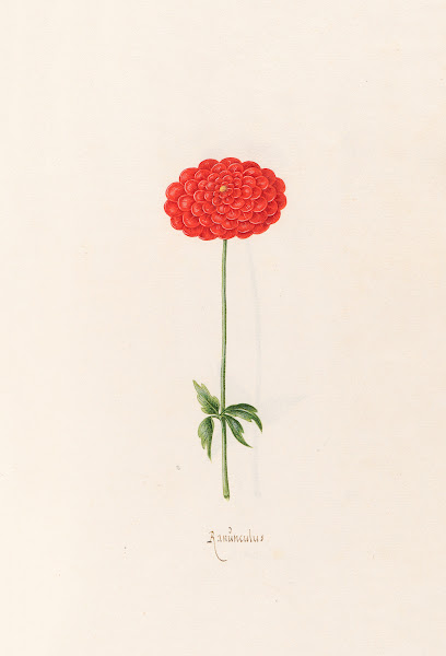 Ranünculüs 1692