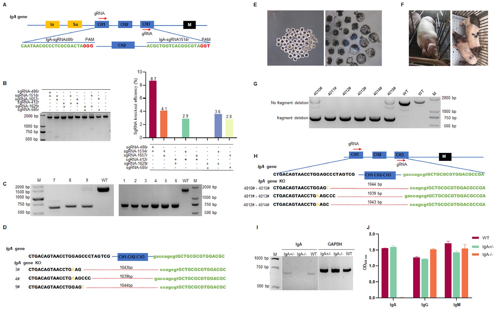 A simple, rapid, and transgene-free strategy for the generation of transgenic pigs via precise editing of monoclonal porcine fetal fibroblasts