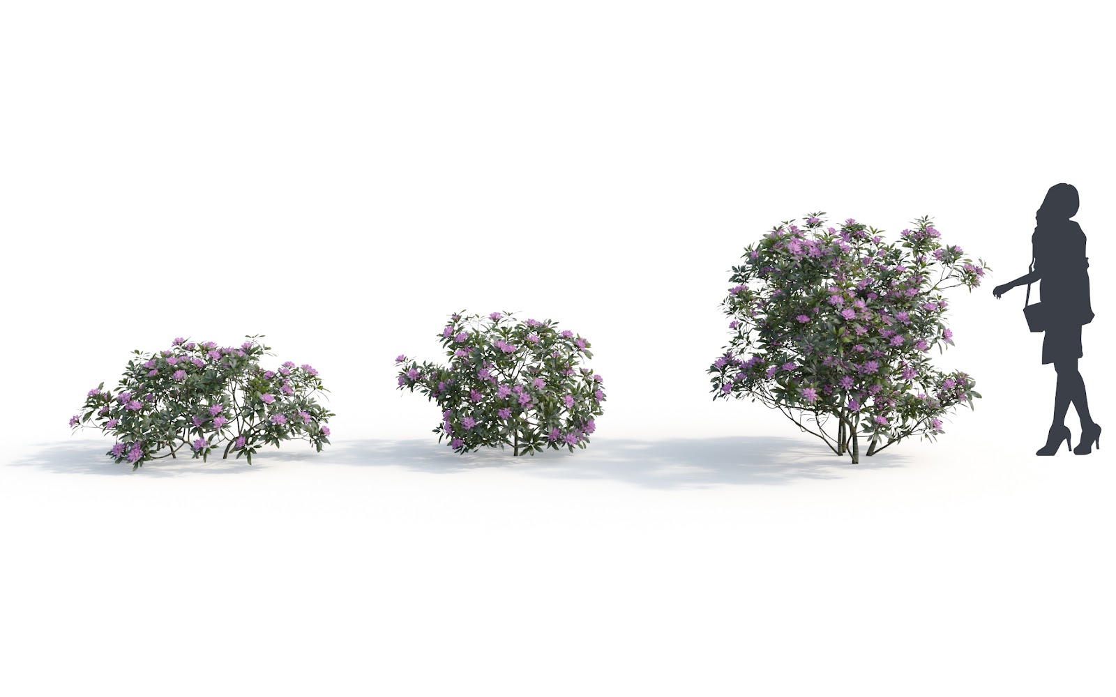 Maxtree - Plant Models Vol.6