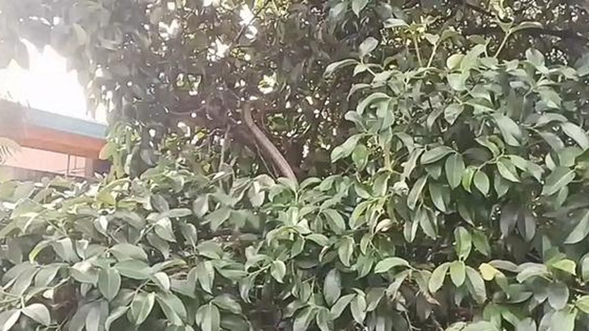 Bắt sống rắn hổ mang chúa khổng lồ dài 3,2 mét ẩn nấp trên cây măng cụt - Tạp chí Người Đưa Tin