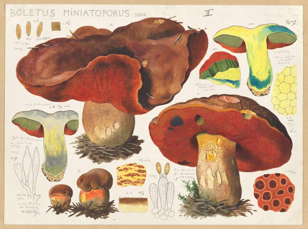 Boletus miniatoporus Secr 1915 1945