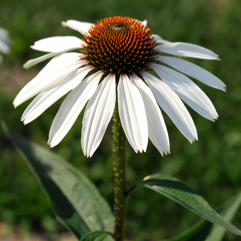 Echinacea purpurea 'White Swan' in piena fioritura, un coneflower bianco per il tuo giardino