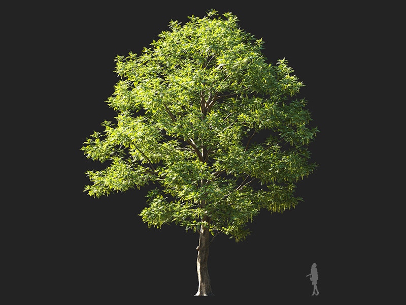 Maxtree - Plant Models Vol.132