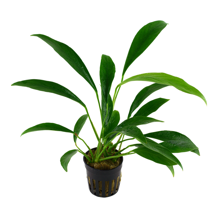 Anubias Barteri var. Glabra