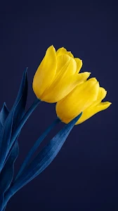 Creative Macro Shot of Yellow Tulips with Artificially Colored Blue Stems