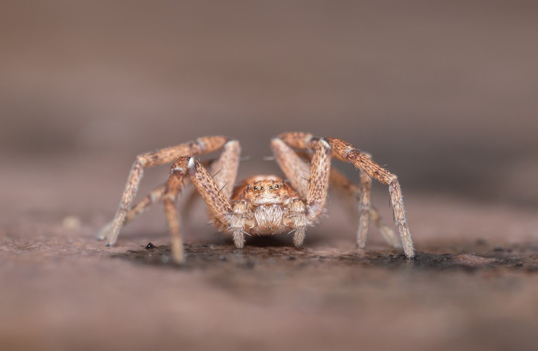 Philodromus sp.