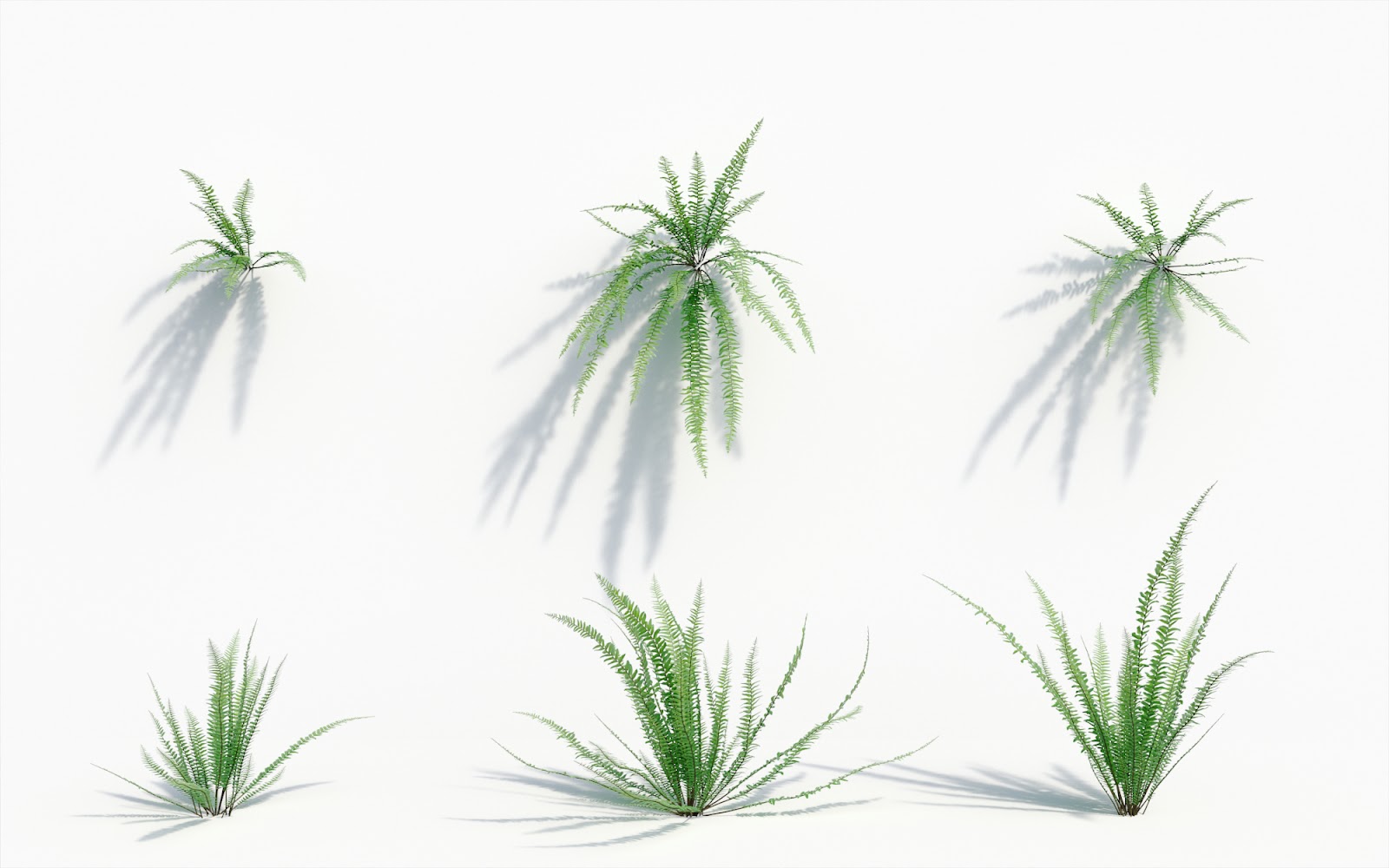 Maxtree - Plant Models Vol.8