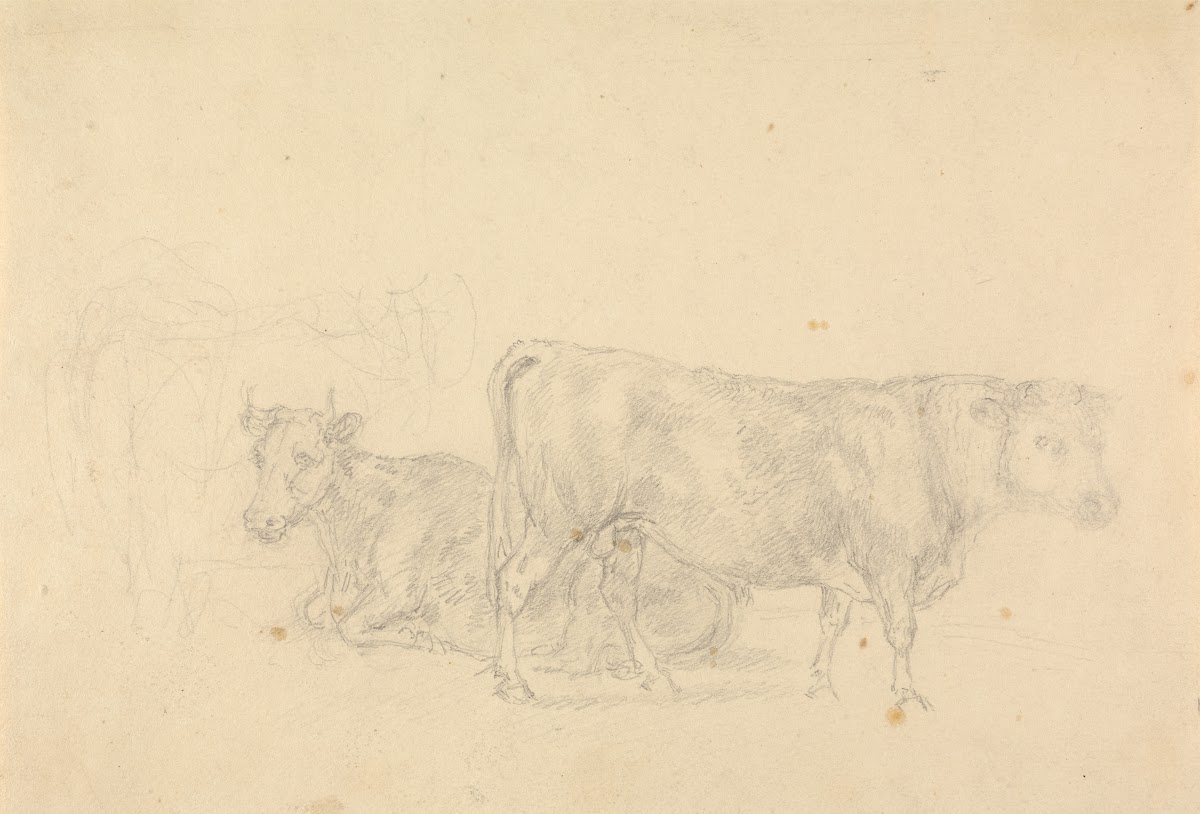 Study of cattle bull in foreground facing right