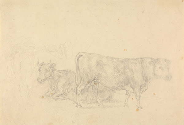 Study of cattle bull in foreground facing right