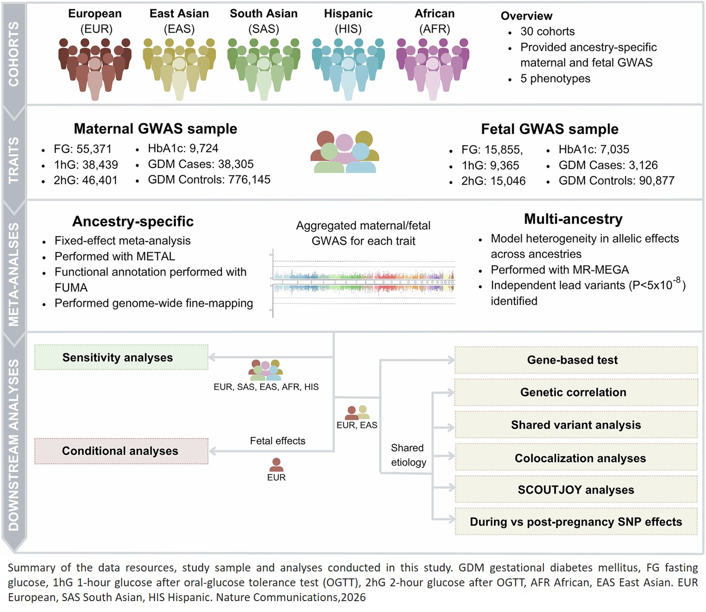 Multi-ancestry, trans-generational GWAS meta-analysis of gestational diabetes and glycaemic traits during pregnancy reveals limited evidence of pregnancy-specific genetic effects