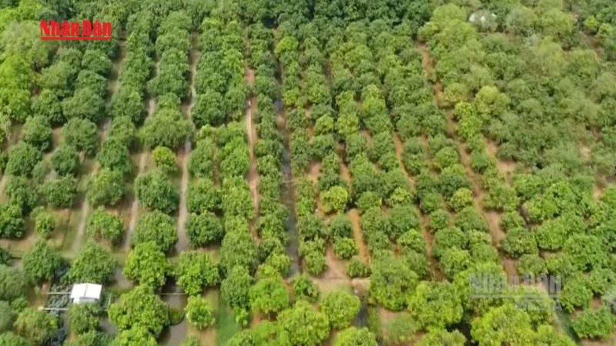 [Video] Thúc đẩy phát triển du lịch xanh tuần hoàn - Báo Nhân Dân