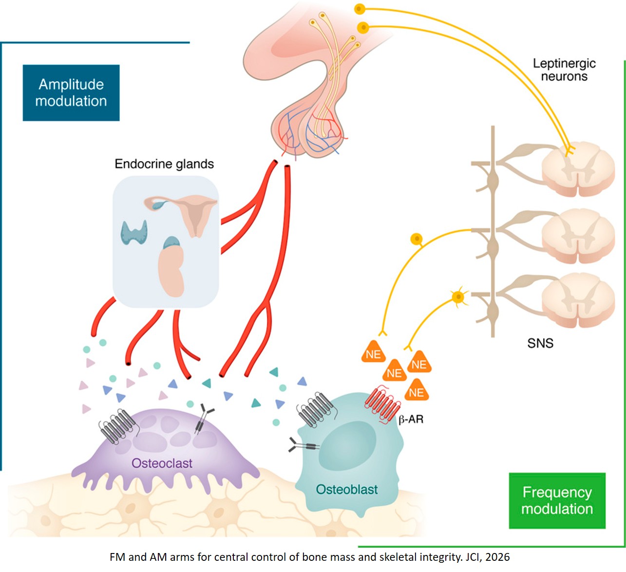 Controlling bones via neuroendocrine and nervous system