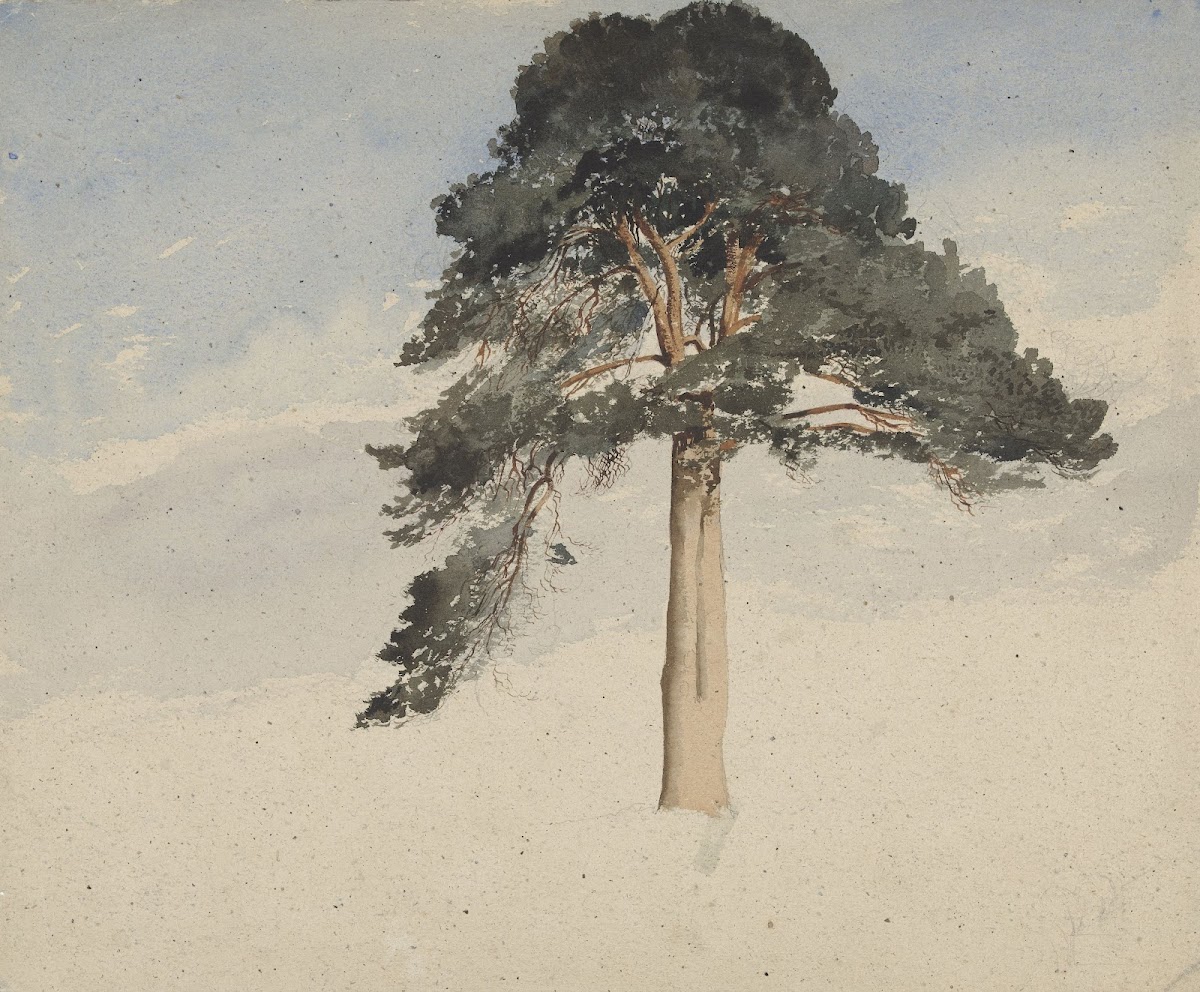 Scottish Pine Tree 1814   1883