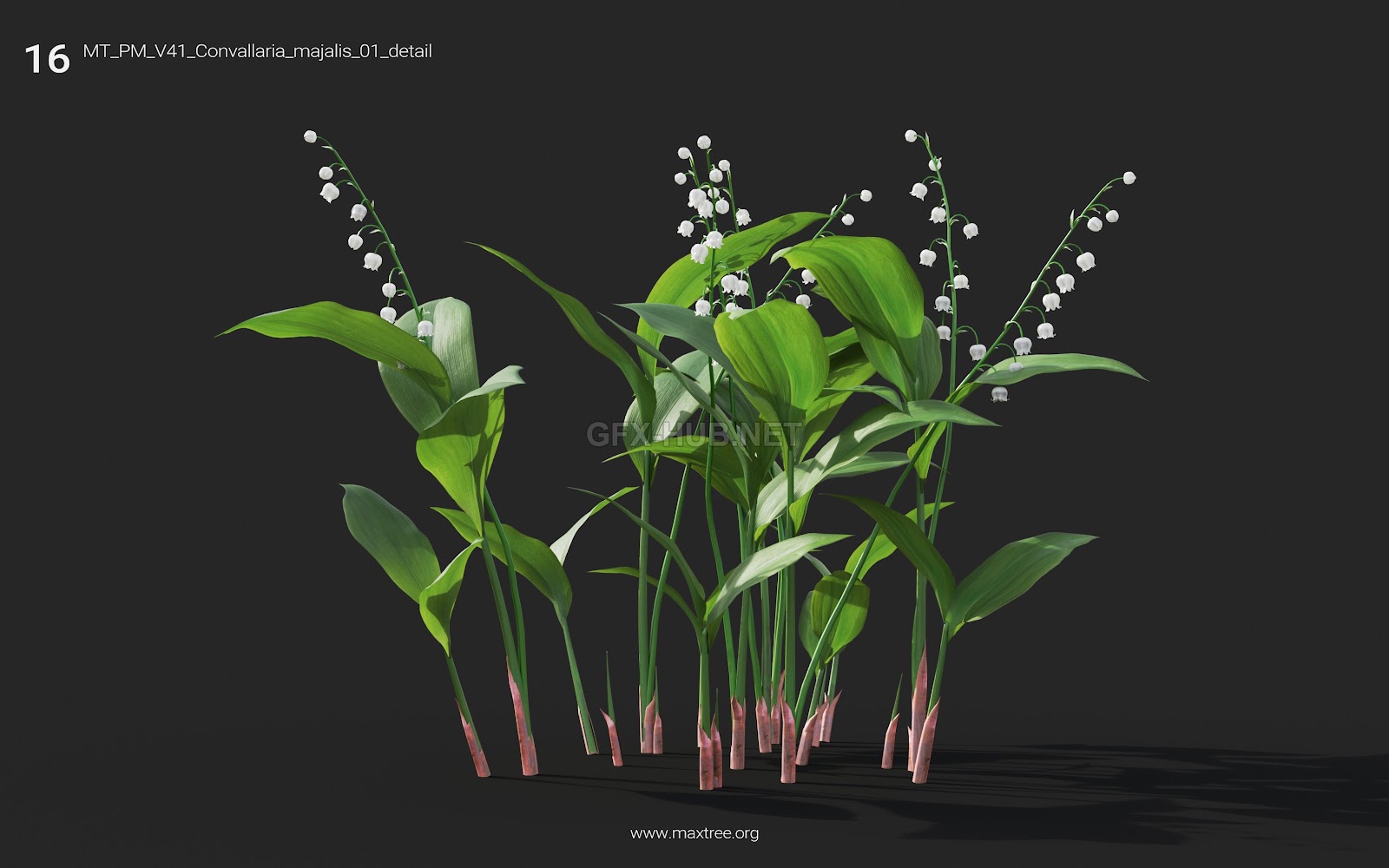 Maxtree - Plant Models Vol.41