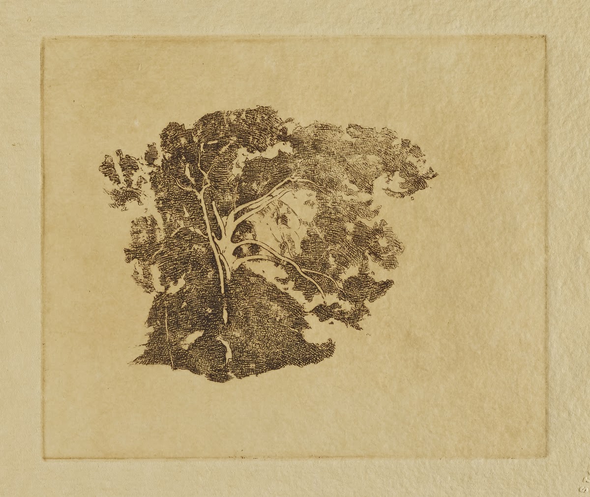 Tree Study