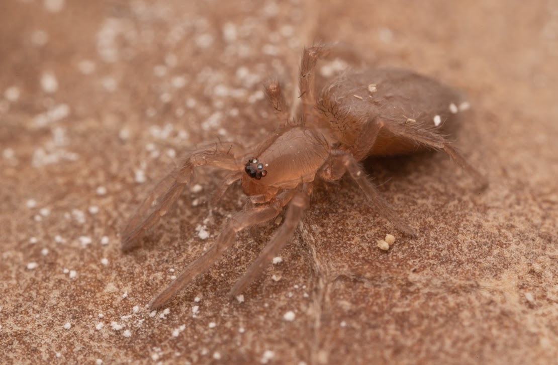 Drassodes sp.