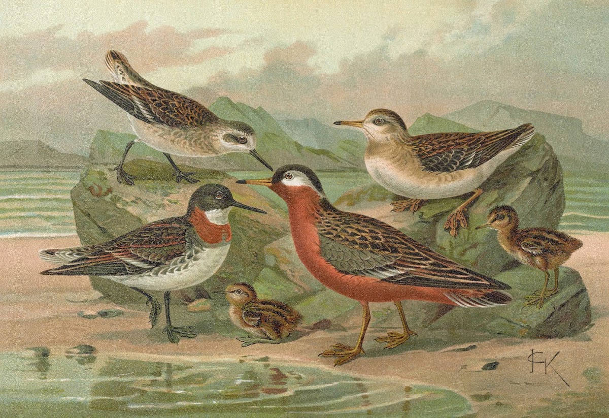 Phalaropus fulicarius Phalaropus lobatus