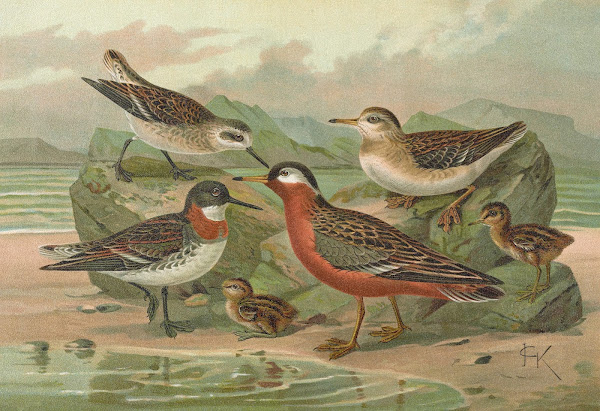 Phalaropus fulicarius Phalaropus lobatus