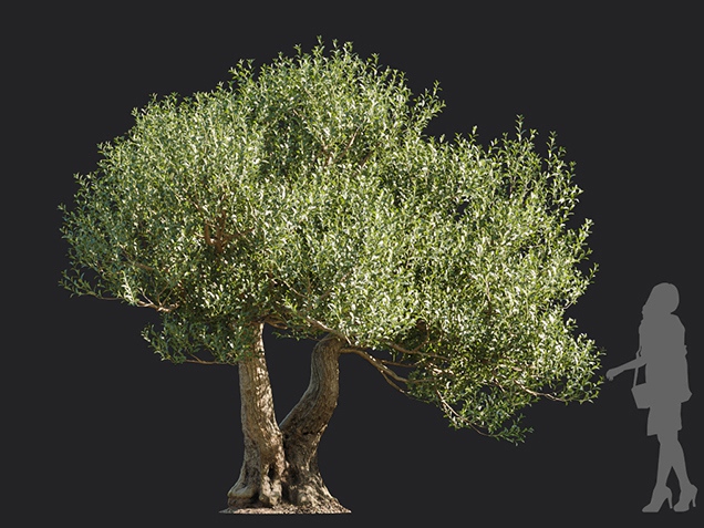 Maxtree - Plant Models Vol.113