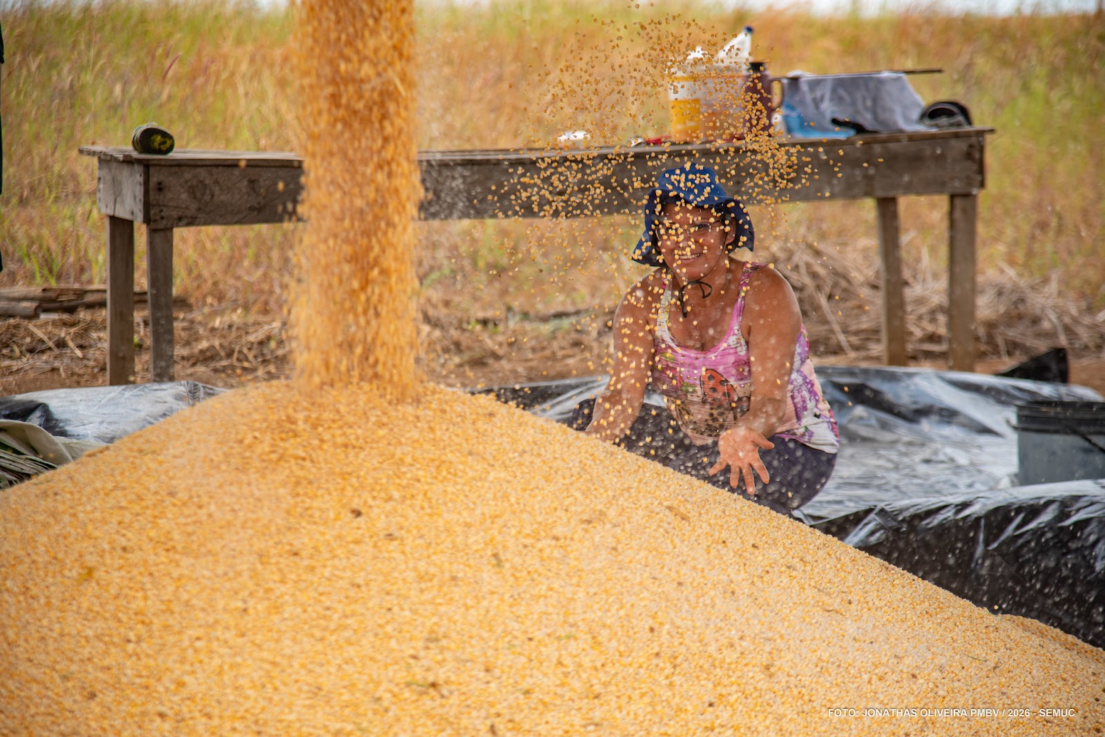 Espigas de milho colhidas em comunidade indígena de Boa Vista destacam a produção agrícola regional.