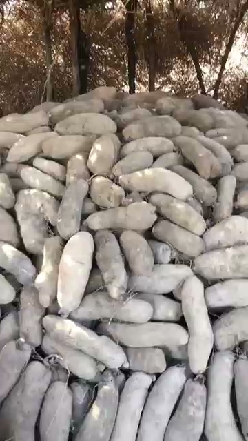 aggregation