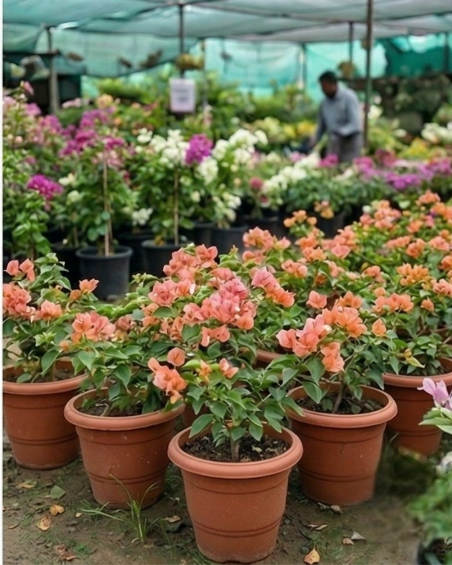 Imported Aruna Bougainvillea Plant — view 4