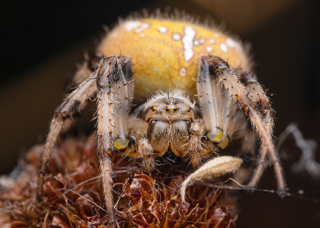 Araneus quadratus