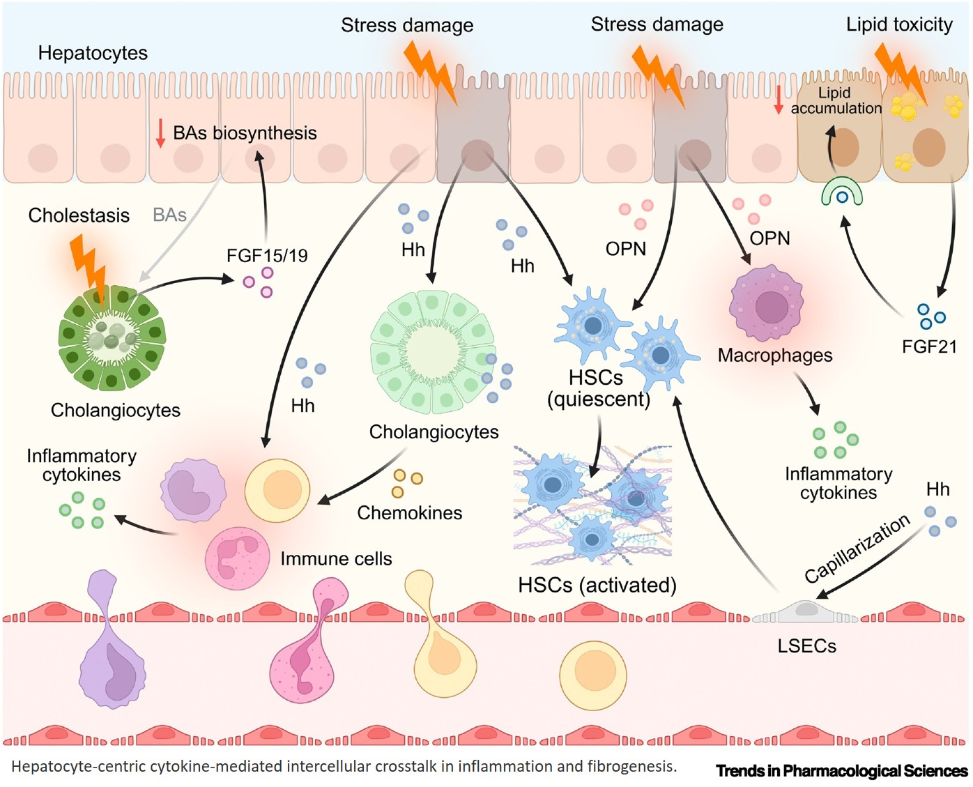 Targeting hepatocyte-mediated crosstalk in liver fibrosis