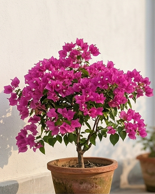 Imported Formosa Lady Mama Bougainvillea Plant