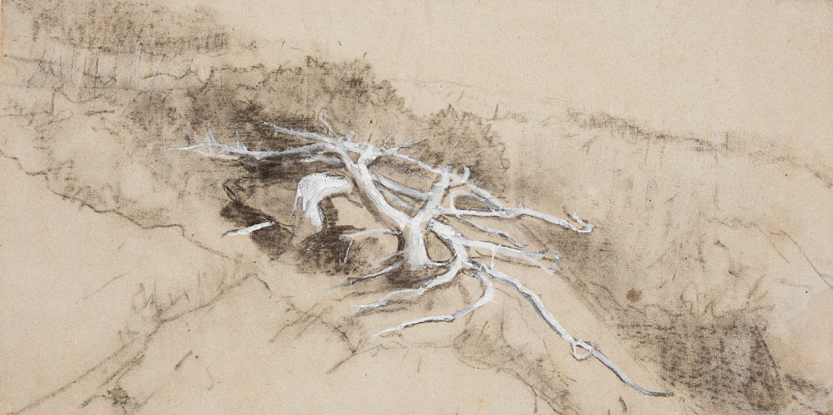 Tree Roots on a Hillside Prouts Neck 1884