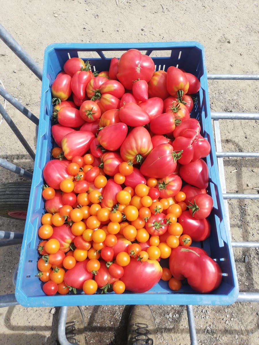 Tomates de saison