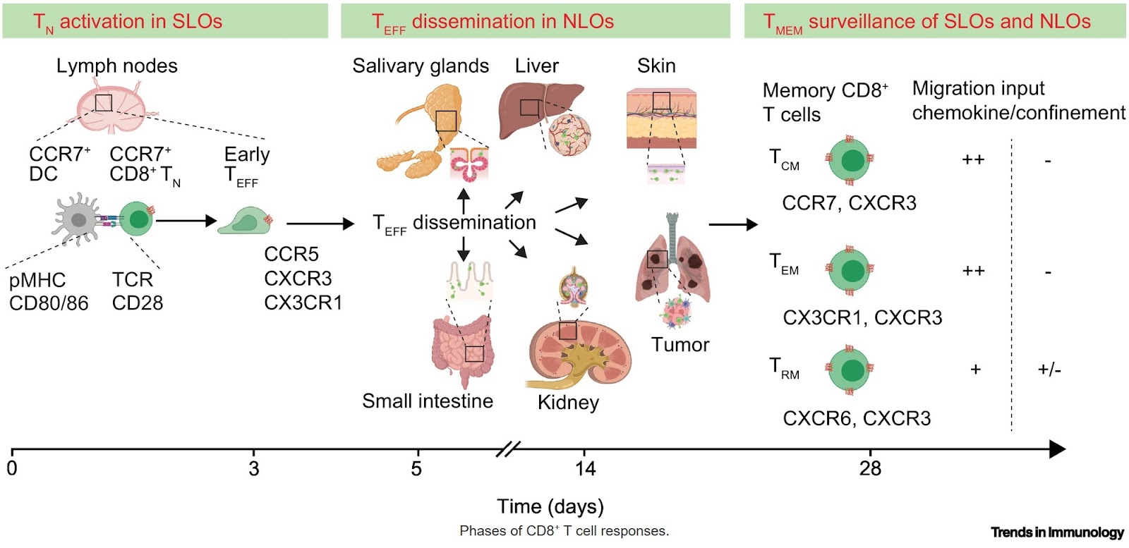 Integration of biochemical and physical cues by patrolling CD8+ T cells