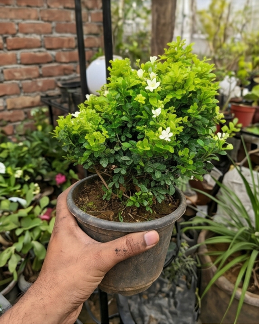 Dwarf Madhu Kamini Plant — view 4