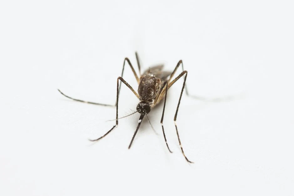 NOVO EXPERIMENTO BIOLÓGICO: Joinville vai liberar mosquitos infectados com Wolbachia em 100% da área urbana
