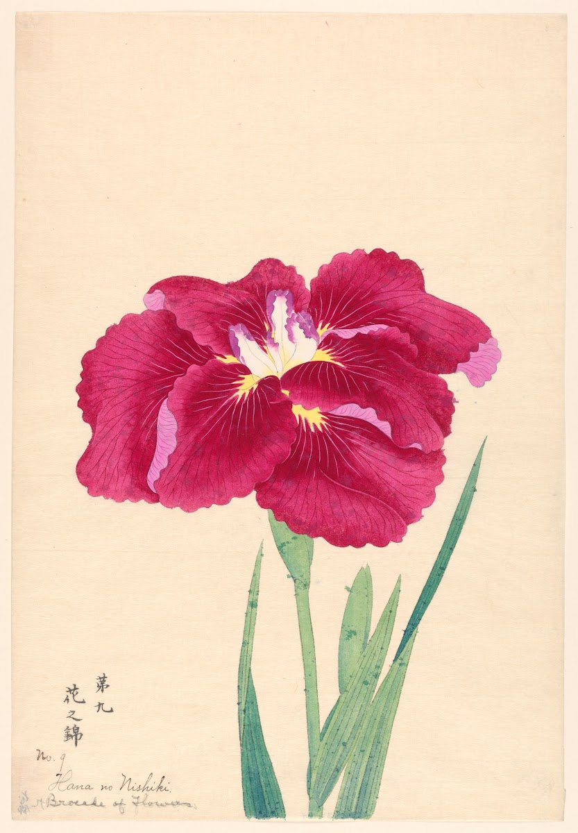 Brocade of Flowers Hana no Nishiki 1910