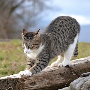 Cat Picture
