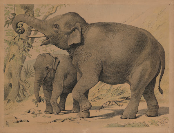 Elefant 1892